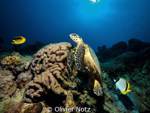 Hawksbill sea turtle (Eretmochelys imbricata), that I fre... by Olivier Notz 
